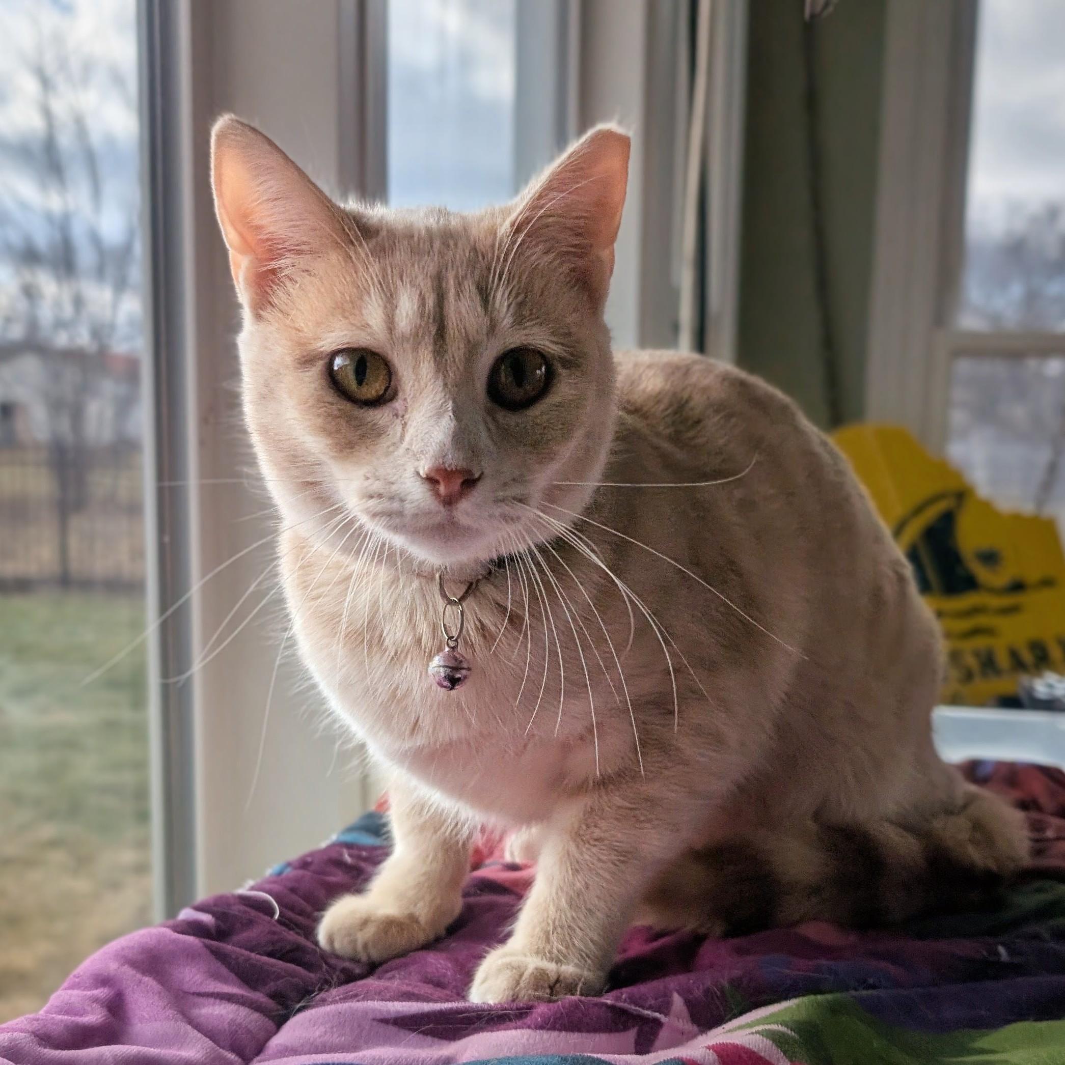 Pansy, a ADOPTABLE Domestic Short Hair in Quincy, OH image 1/4