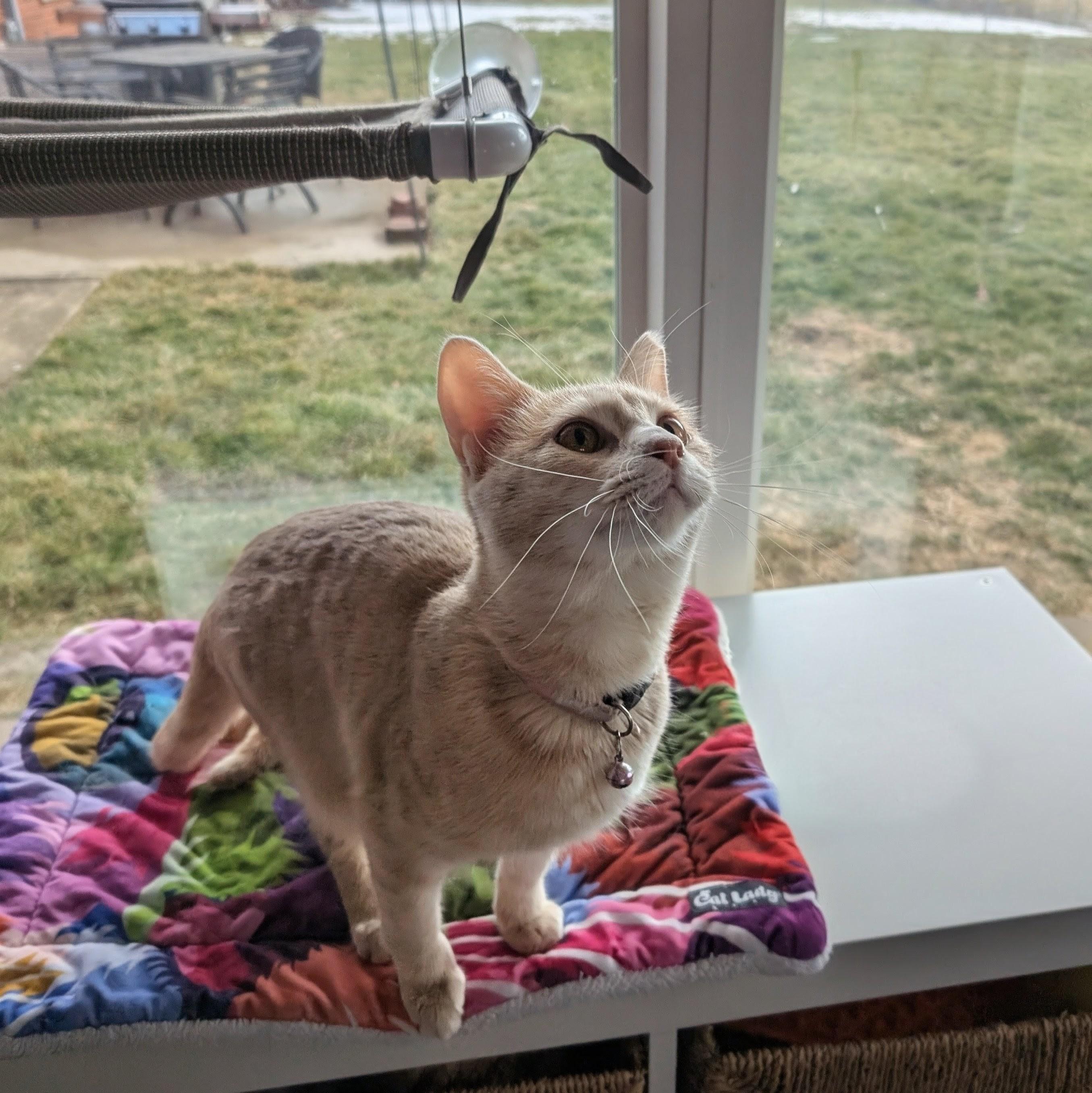 Pansy, a ADOPTABLE Domestic Short Hair in Quincy, OH image 3/4