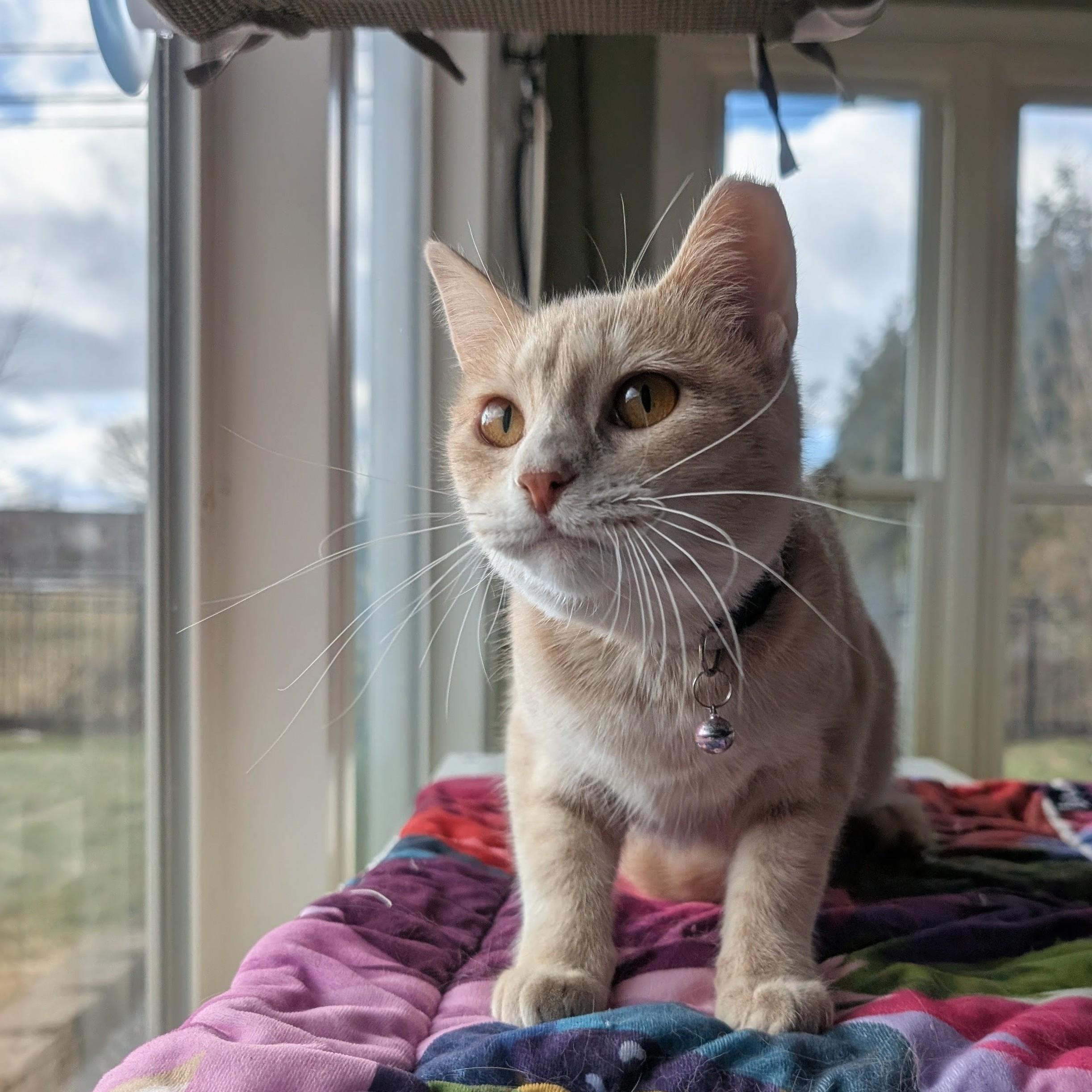 Pansy, a ADOPTABLE Domestic Short Hair in Quincy, OH image 2/4