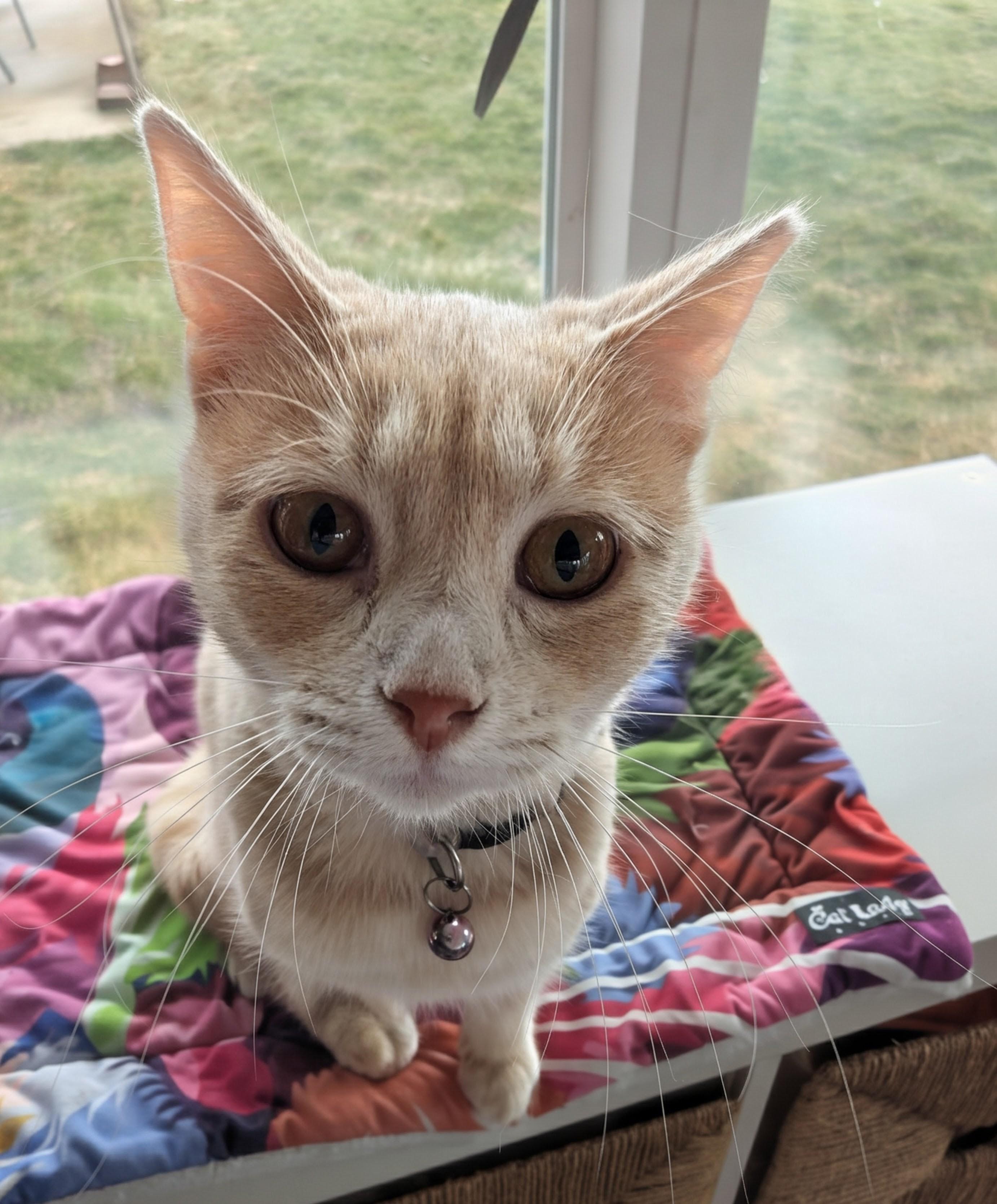 Pansy, a ADOPTABLE Domestic Short Hair in Quincy, OH image 4/4