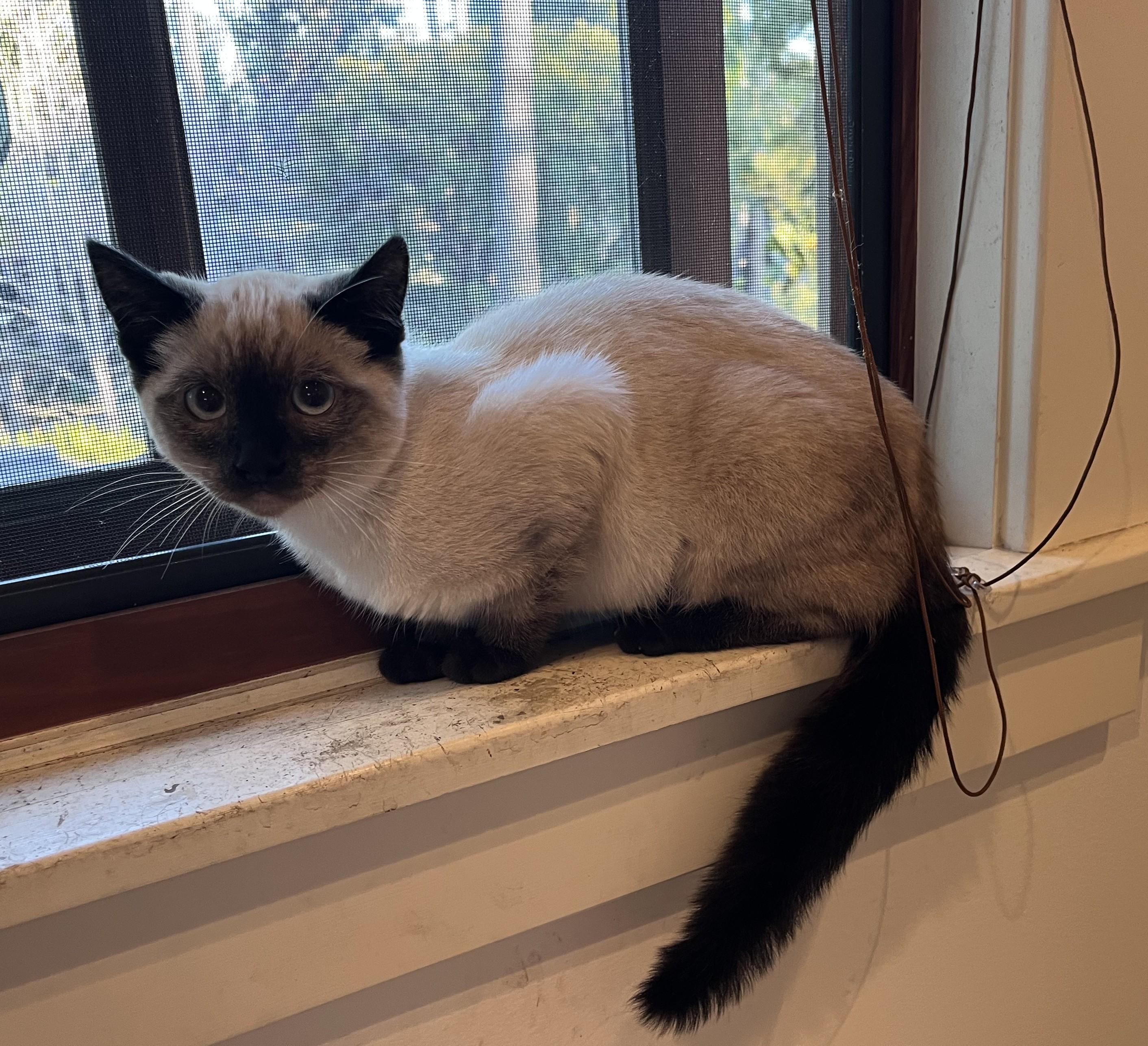 Audi, ADOPTABLE, Kitten Female Siamese.
