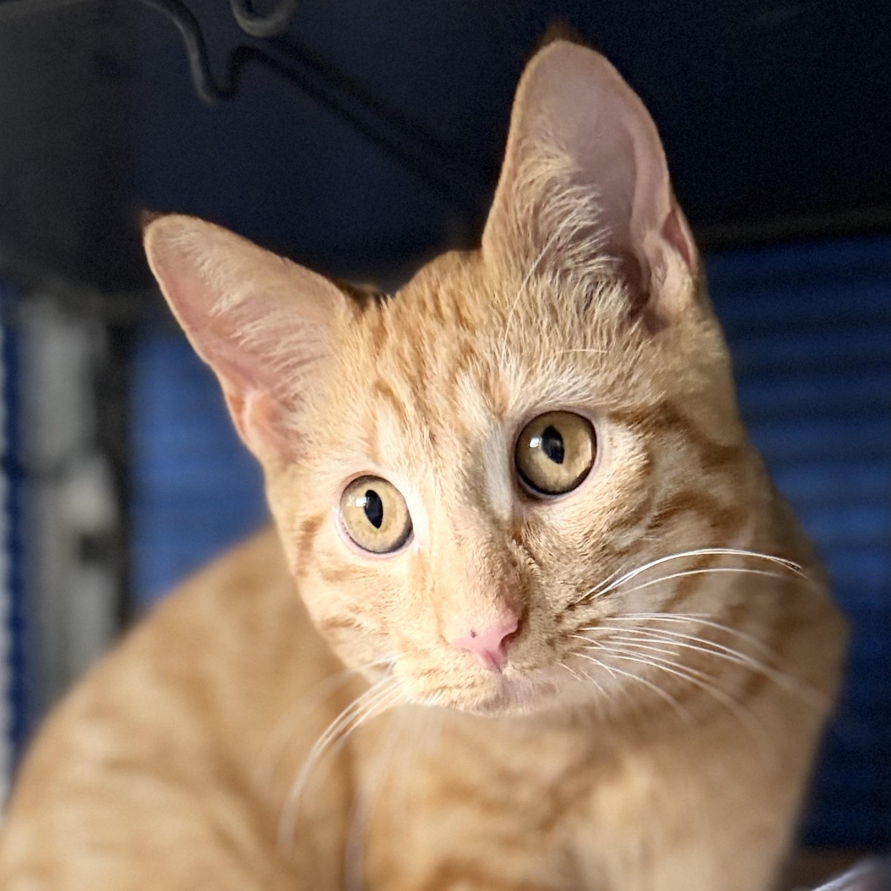 Glow, an adopted mixed breed in Manchester , NH image 1/6