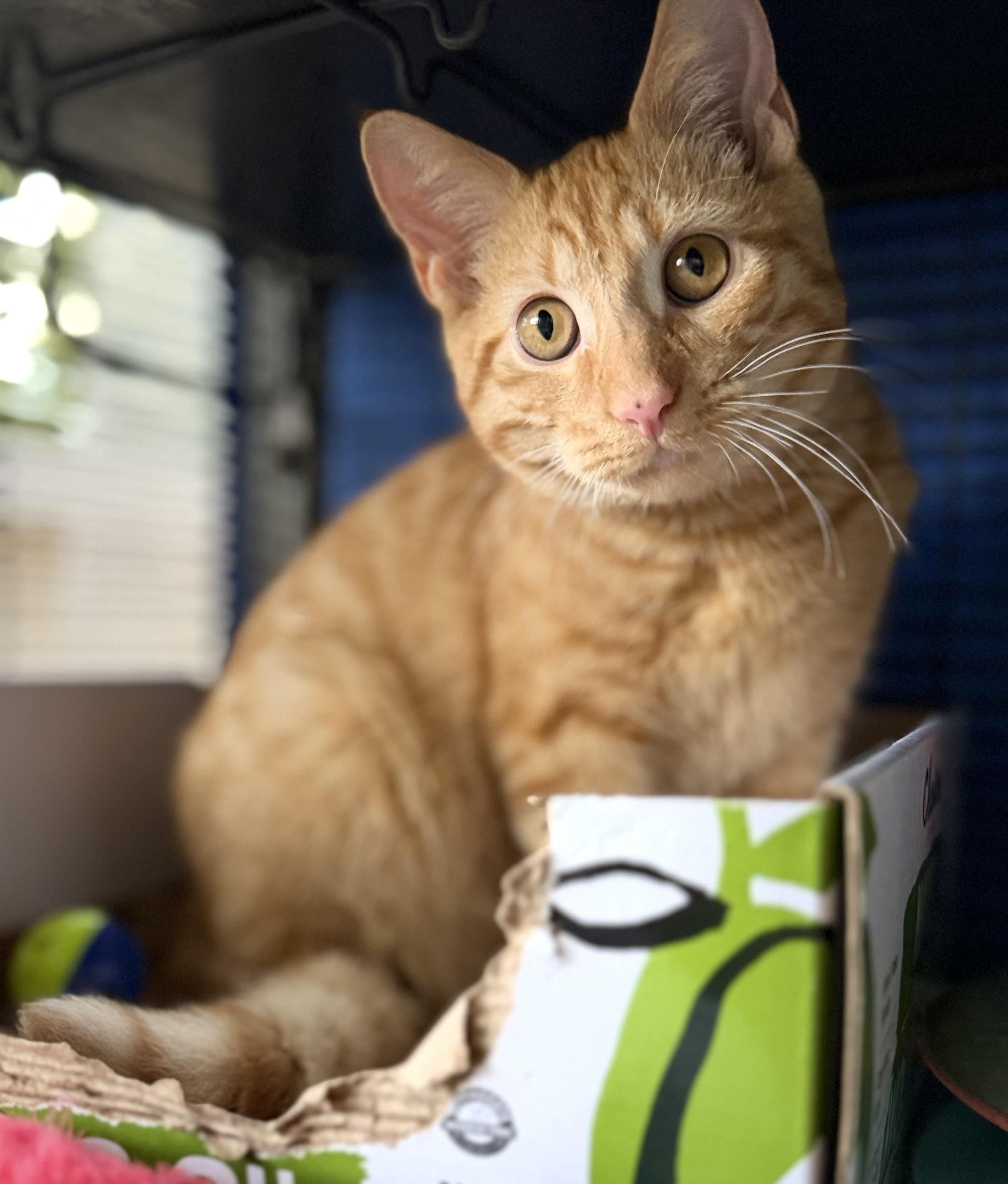 Glow, an adopted mixed breed in Manchester , NH image 5/6