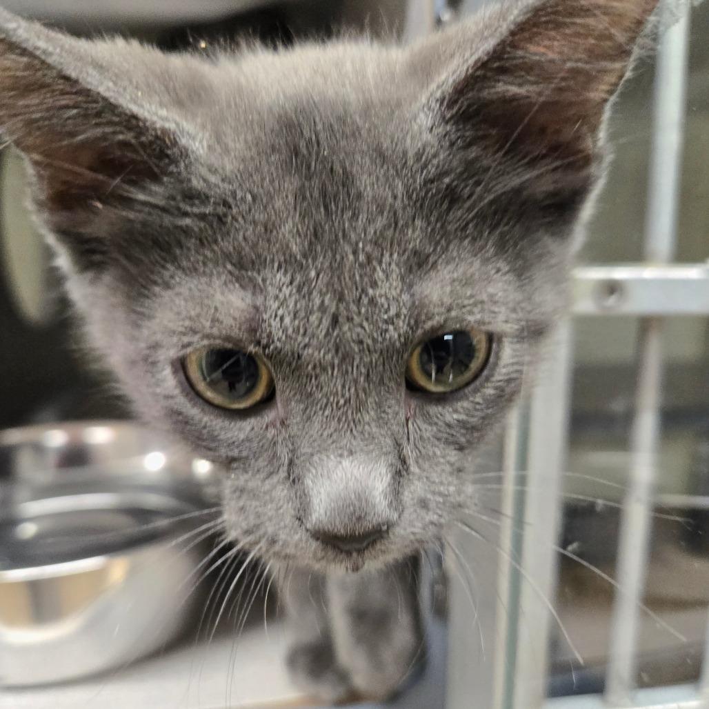 Thomas Gray, Adoptable, Kitten Male Domestic Short Hair & Russian Blue.
