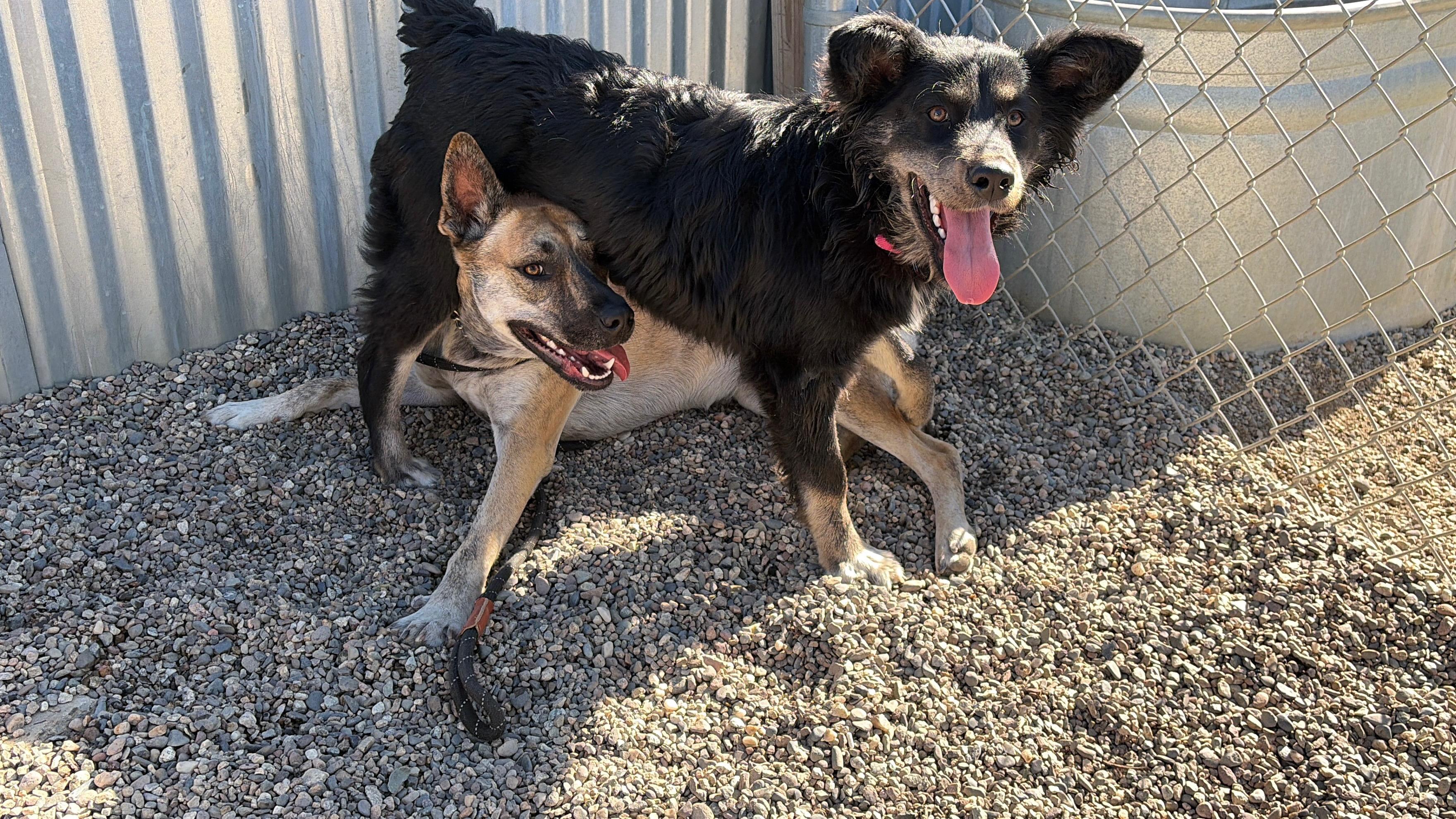 WINTER, an adopted mixed breed in Pasadena, CA image 3/5