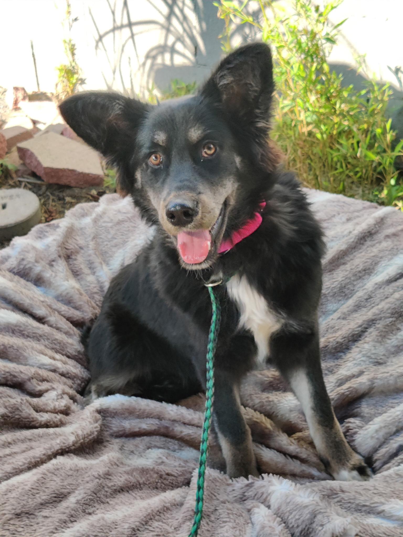 Enlarge WINTER, a Adoptable mixed breed in Pasadena, CA image 1/3