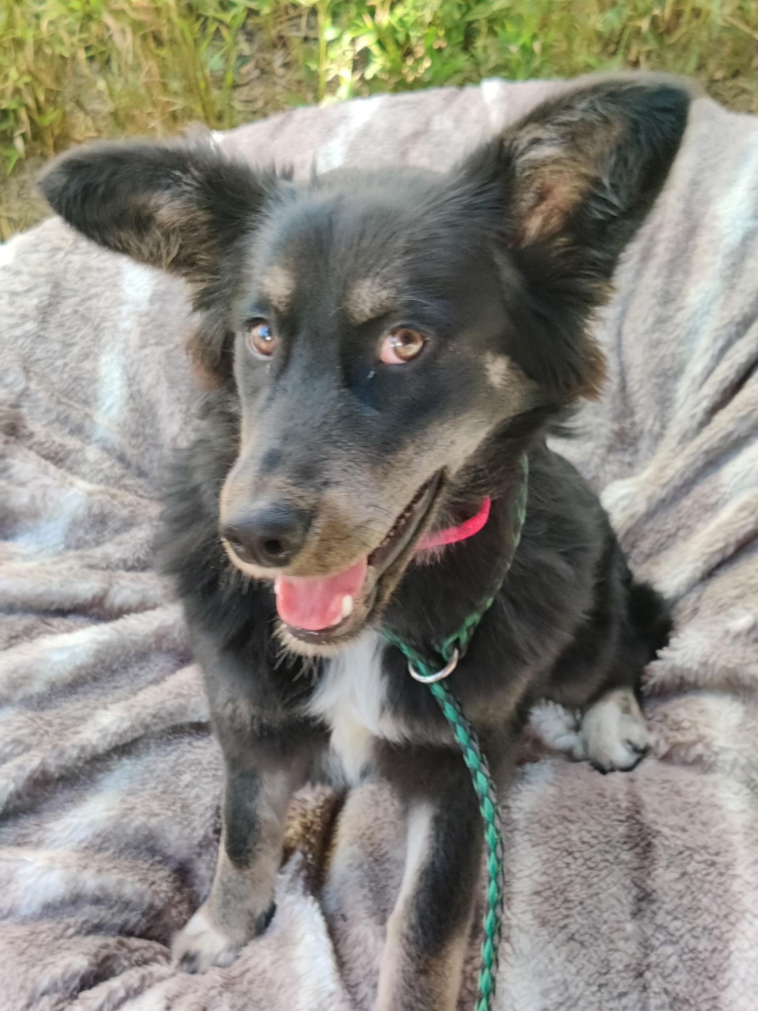 Enlarge WINTER, a Adoptable mixed breed in Pasadena, CA image 3/3