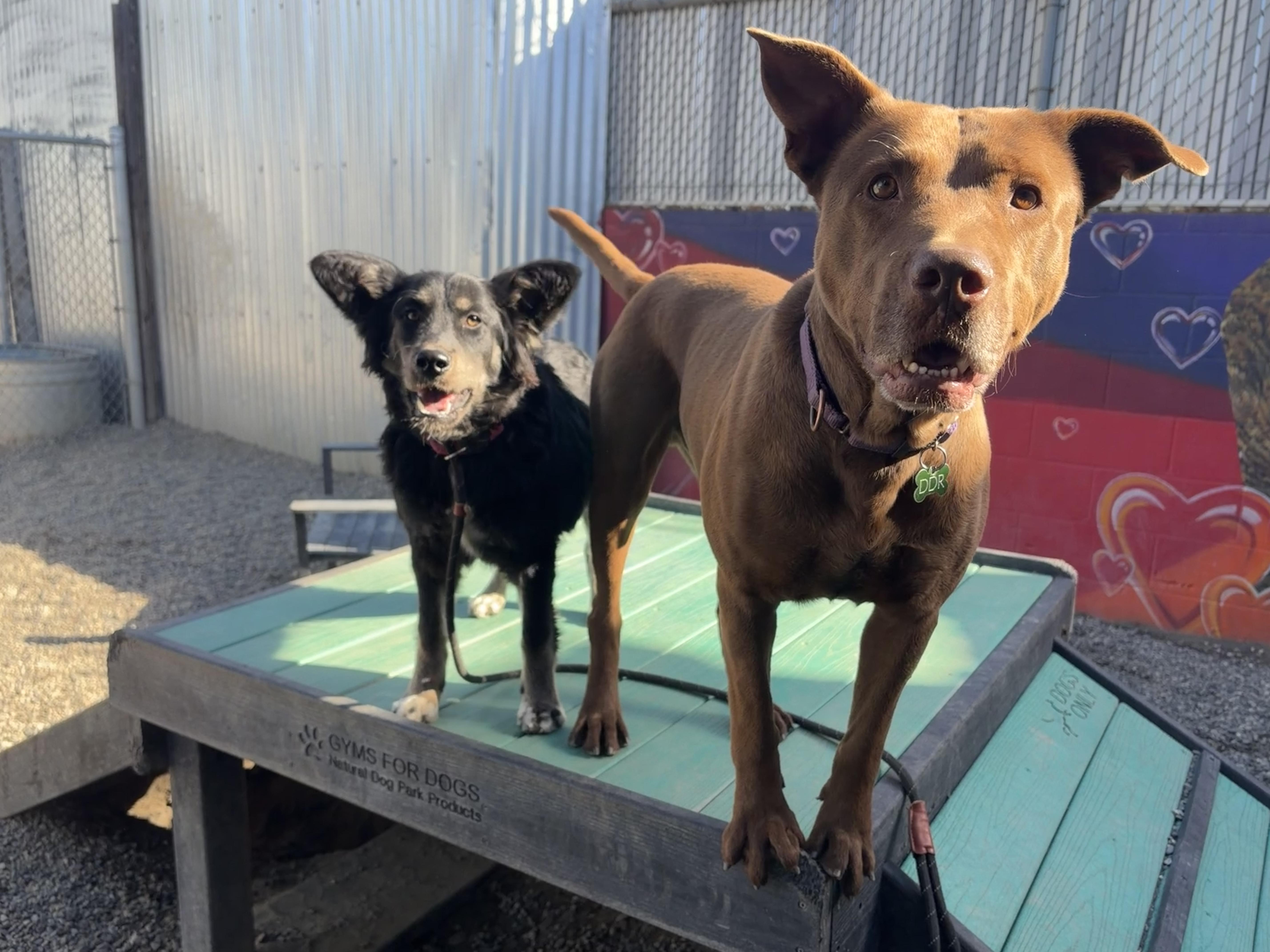 WINTER, an adopted mixed breed in Pasadena, CA image 5/5