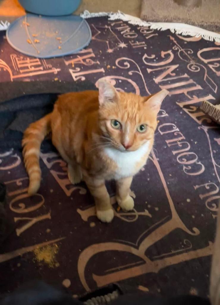 Fanta, Adoptable, Adult Male Domestic Short Hair.