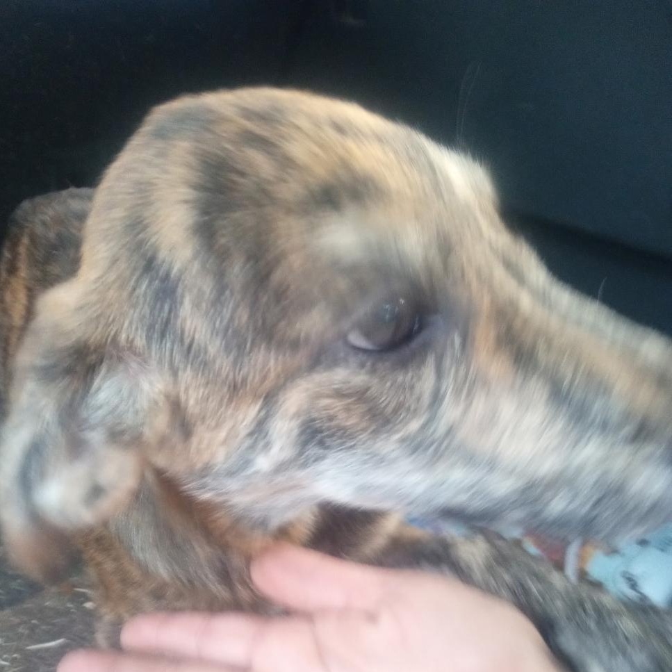 Enlarge Charlie, a Adoptable mixed breed in Mena, AR image 1/2