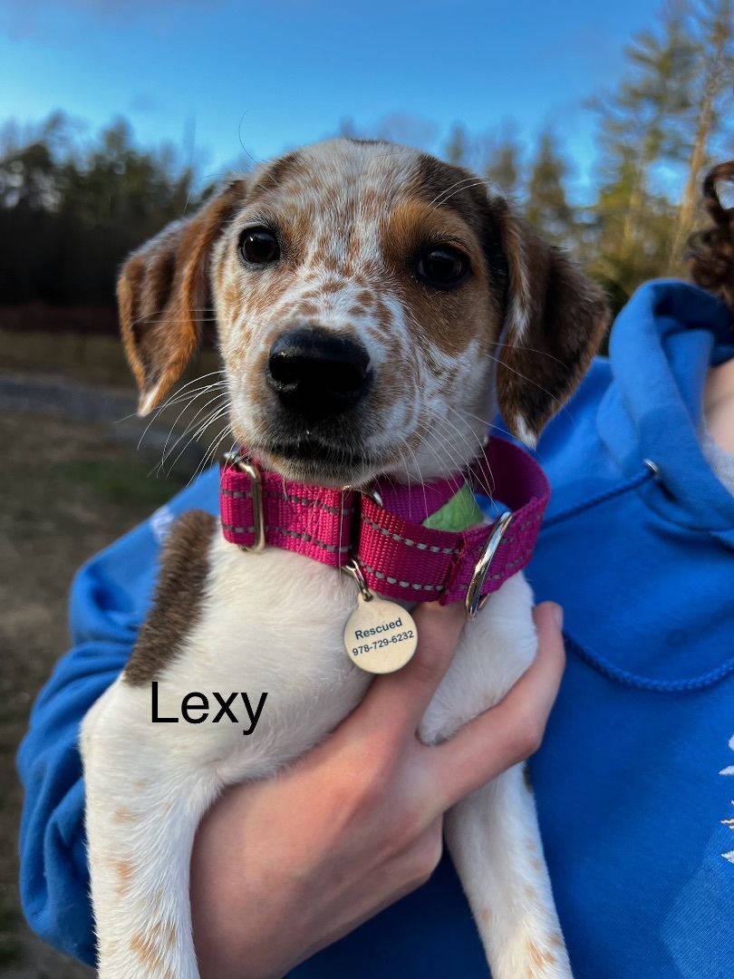 Lexy, Adopted, Puppy Female Mixed Breed.