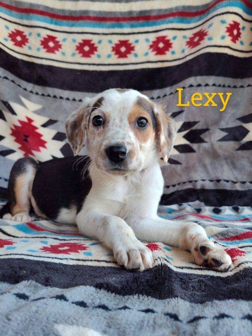 Enlarge Lexy, a Adopted mixed breed in Billerica, MA image 2/5