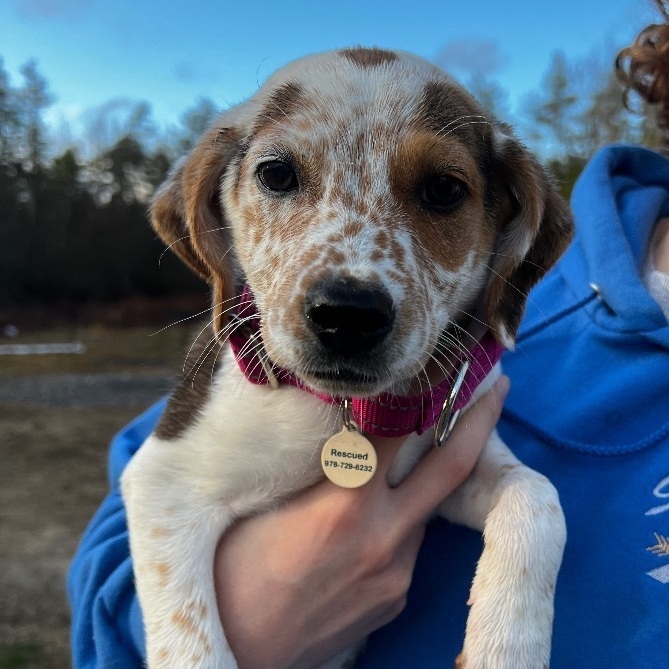 Enlarge Lexy, a Adopted mixed breed in Billerica, MA image 3/5