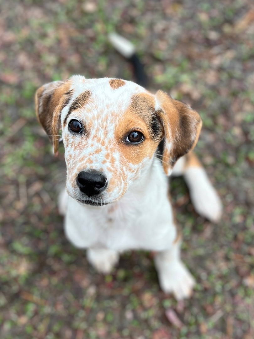 Enlarge Lexy, a Adopted mixed breed in Billerica, MA image 4/5