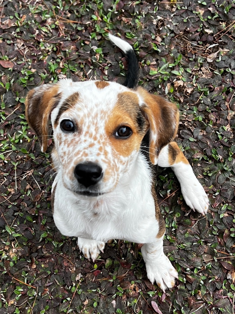 Enlarge Lexy, a Adopted mixed breed in Billerica, MA image 5/5