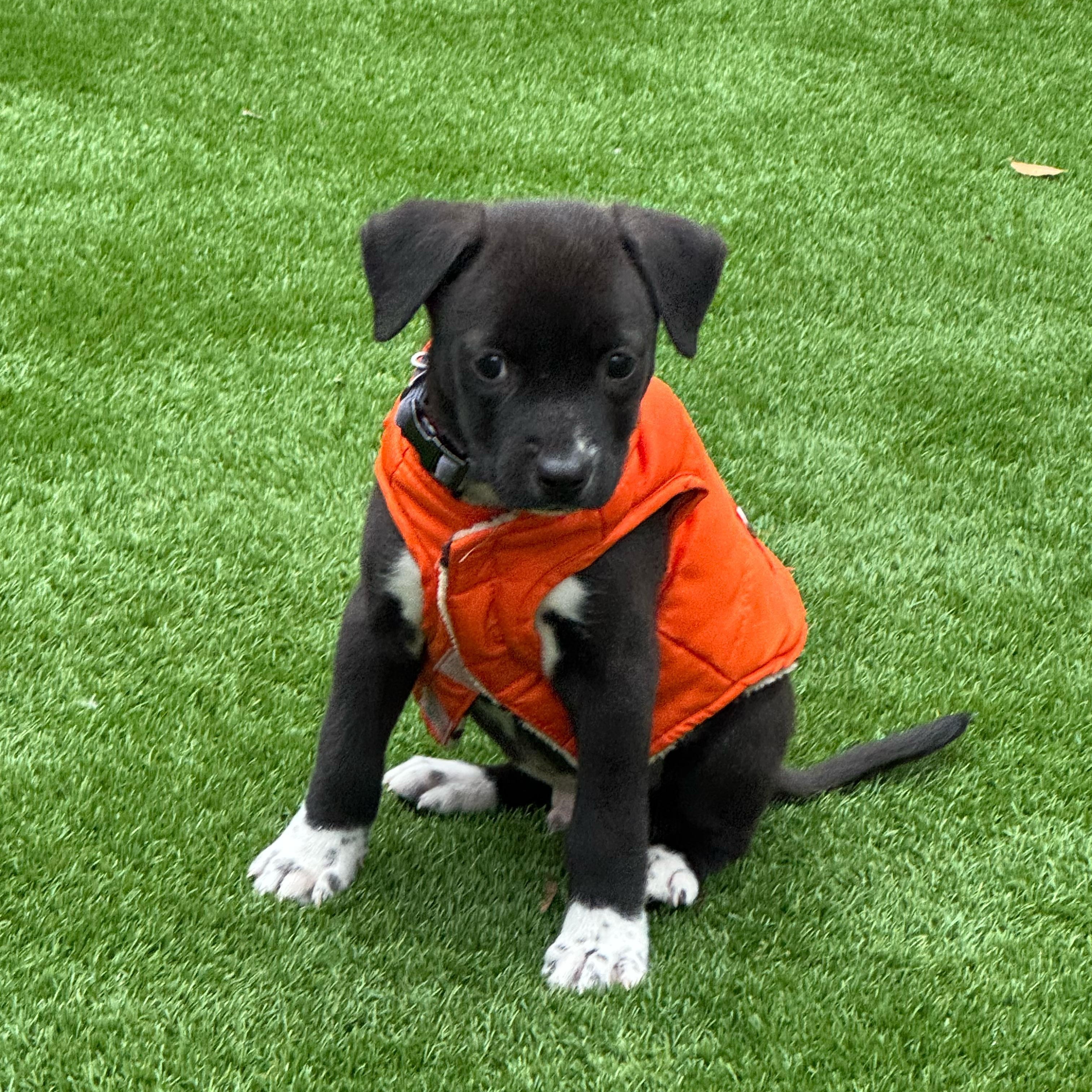 Enlarge Eddie, a ADOPTABLE mixed breed in Houston, TX image 1/4