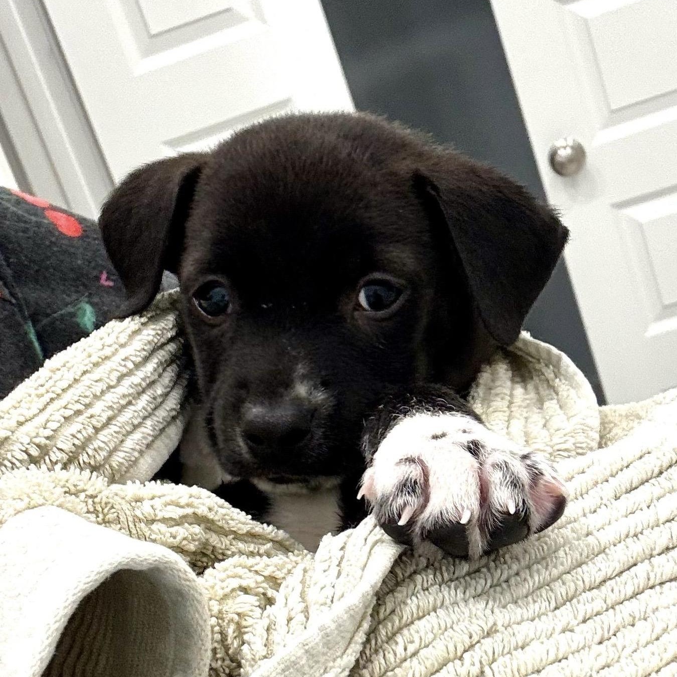 Enlarge Eddie, a ADOPTABLE mixed breed in Houston, TX image 2/4