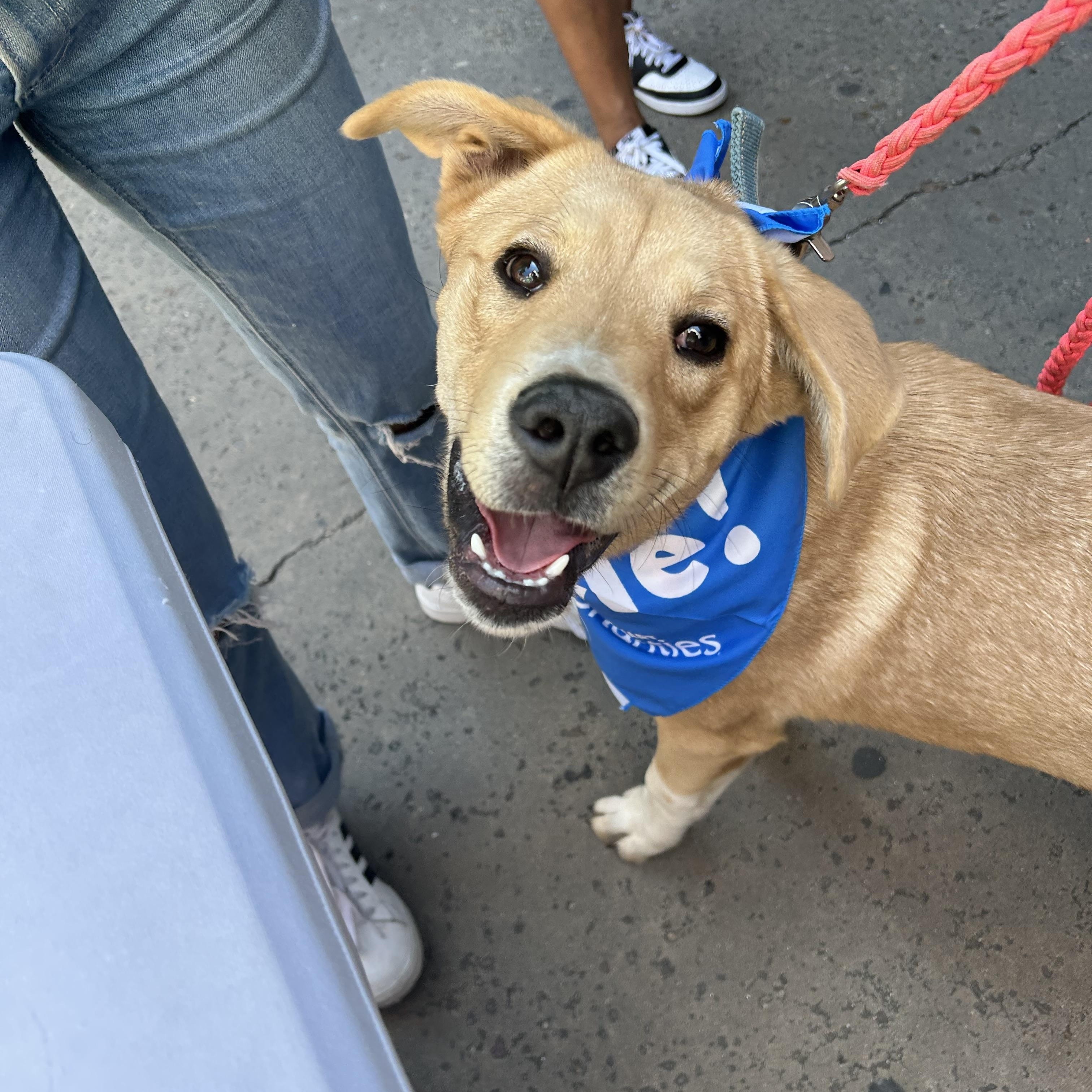 Enlarge Eddie, a ADOPTABLE mixed breed in Houston, TX image 1/4