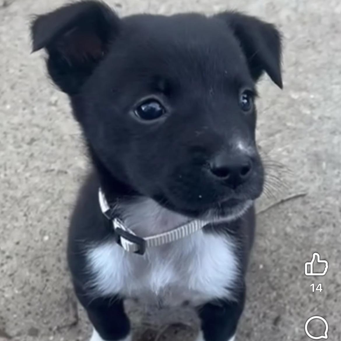 Enlarge Eddie, a ADOPTABLE mixed breed in Houston, TX image 3/4