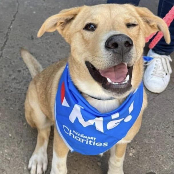 Enlarge Eddie, a ADOPTABLE mixed breed in Houston, TX image 3/4