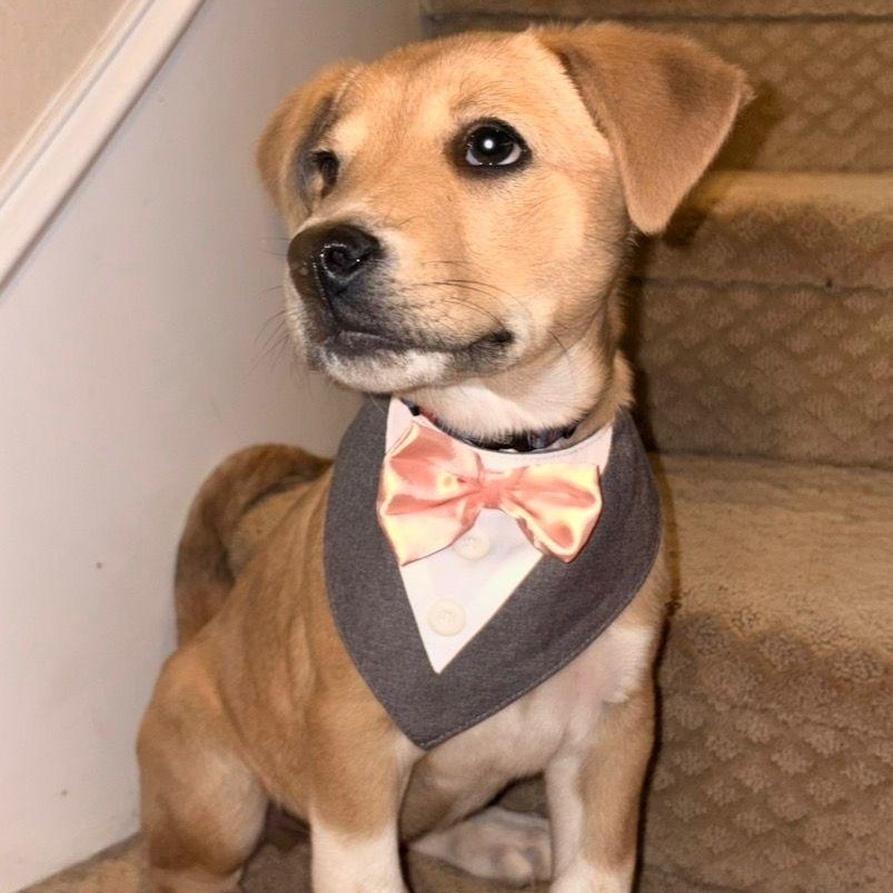 Eddie, ADOPTABLE, Puppy Male Black Mouth Cur.