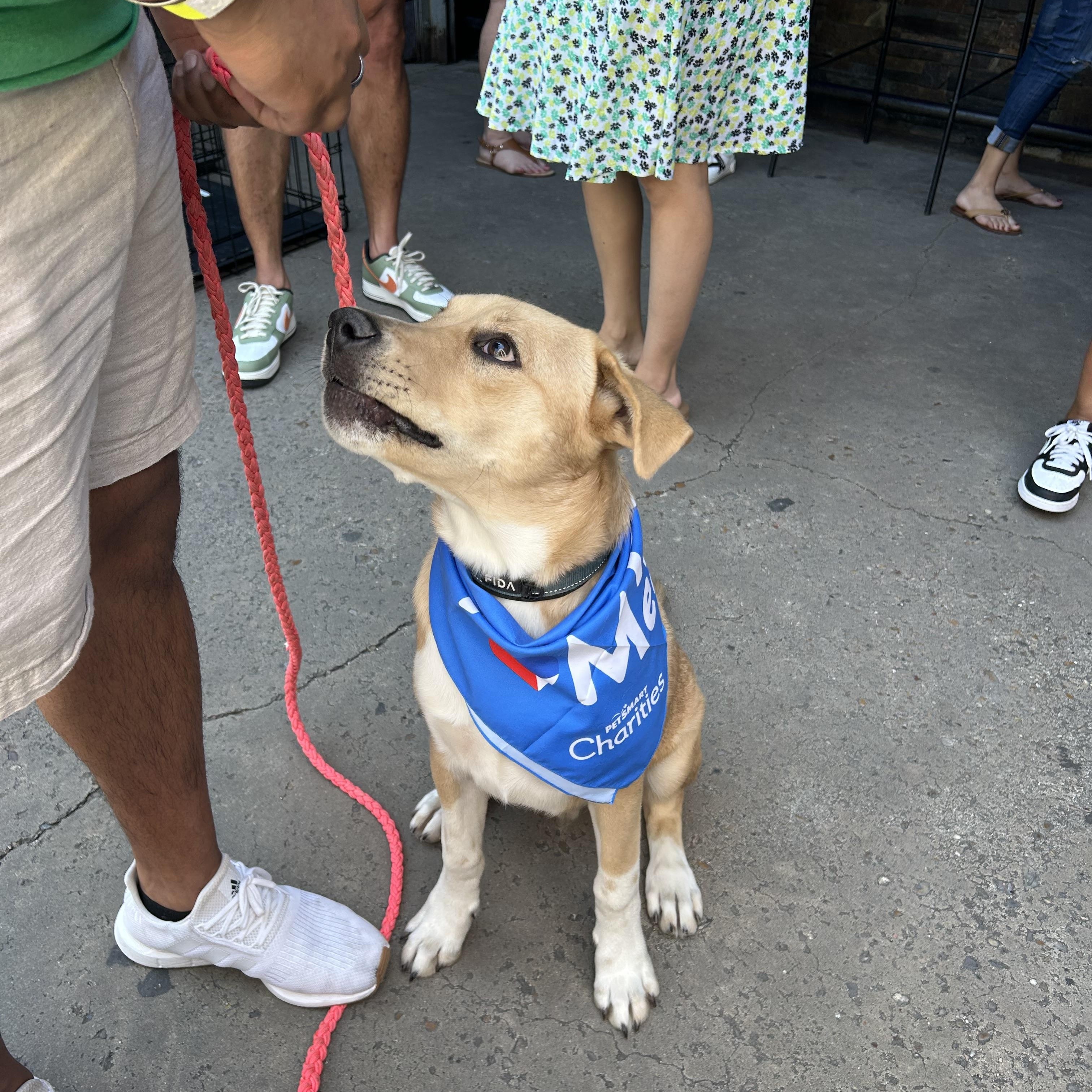 Enlarge Eddie, a ADOPTABLE mixed breed in Houston, TX image 2/4