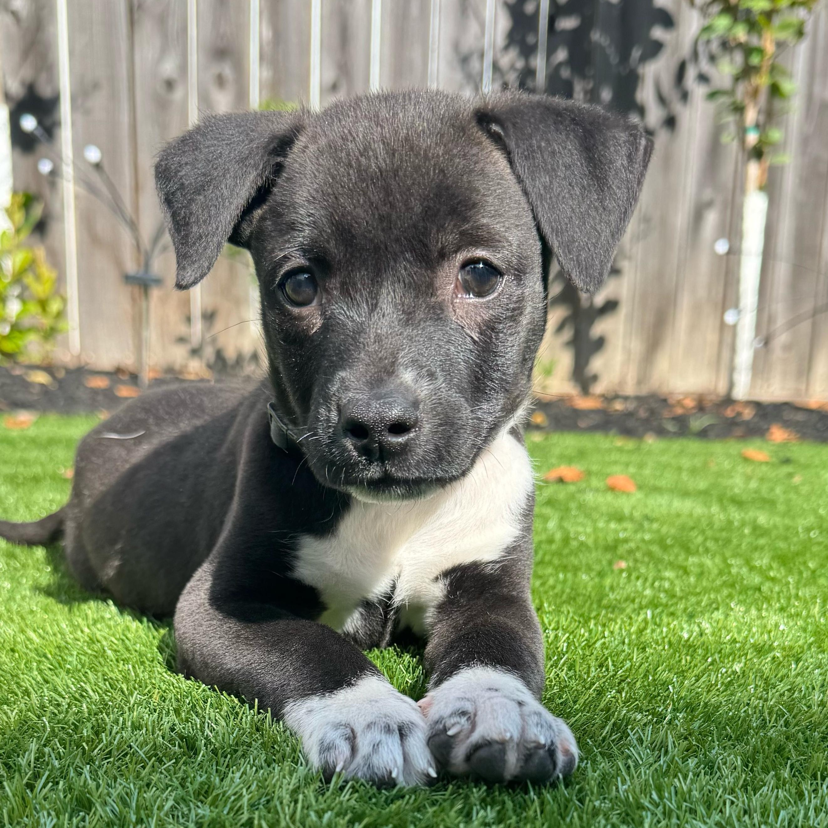 Enlarge Eddie, a ADOPTABLE mixed breed in Houston, TX image 4/4