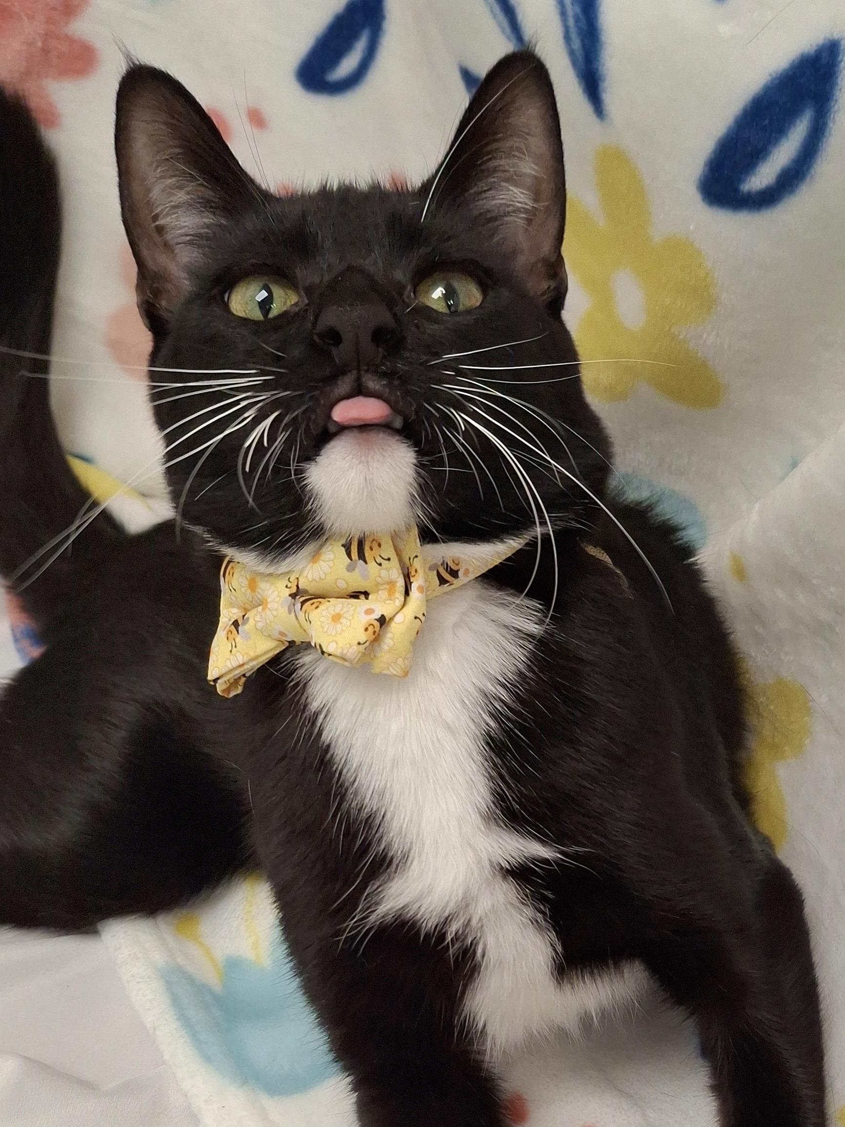 Bumble (Wobbly Cat), a Adoptable mixed breed in Yorba Linda, CA image 6/6