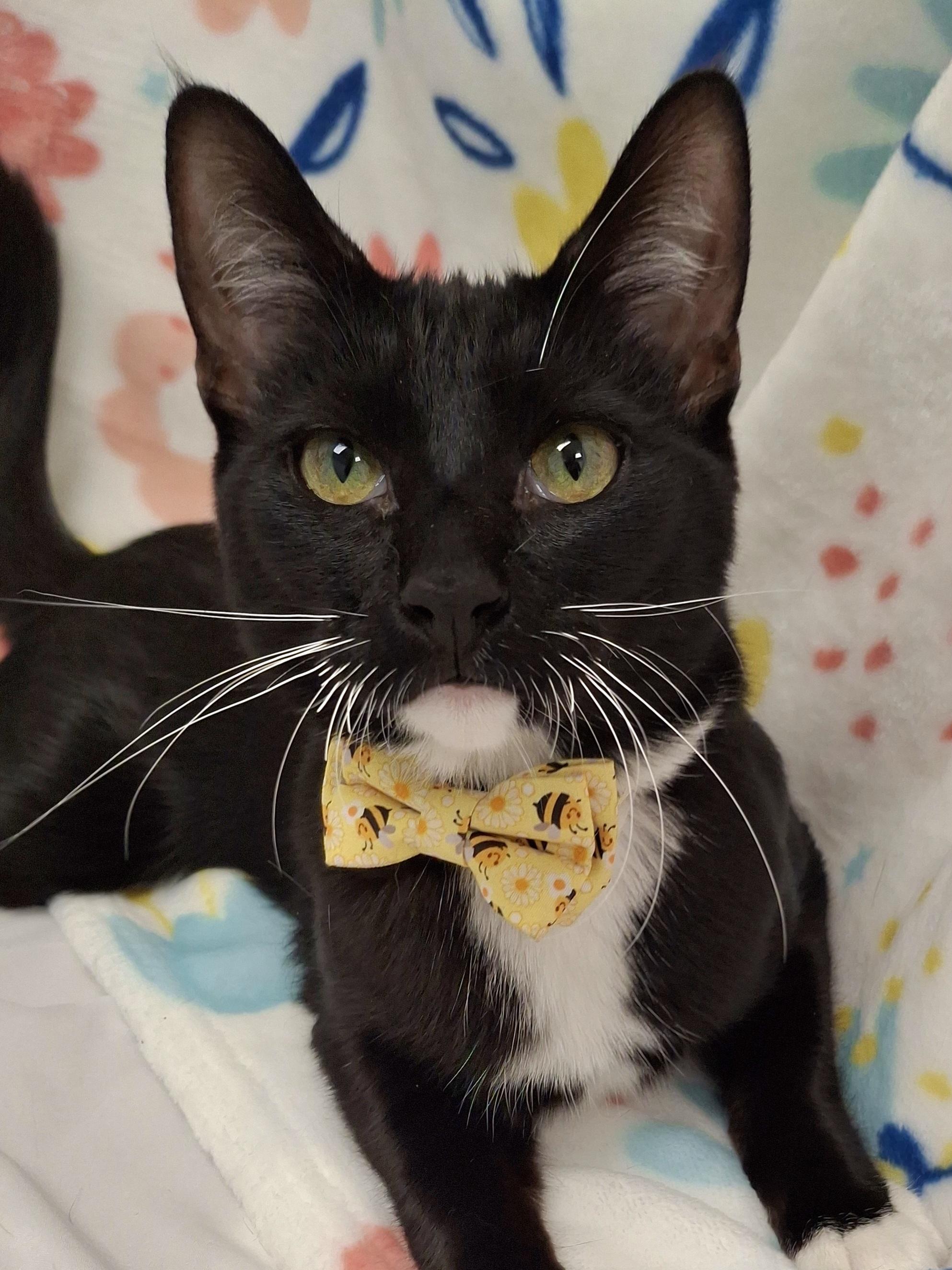 Bumble (Wobbly Cat), Adoptable, Kitten Male Tuxedo & Domestic Short Hair.