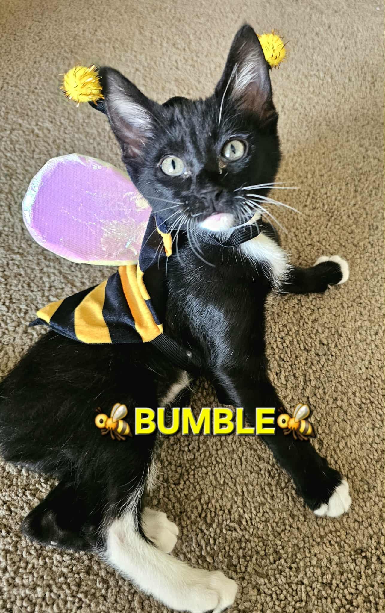 Bumble (Wobbly Cat), a Adoptable mixed breed in Yorba Linda, CA image 4/6