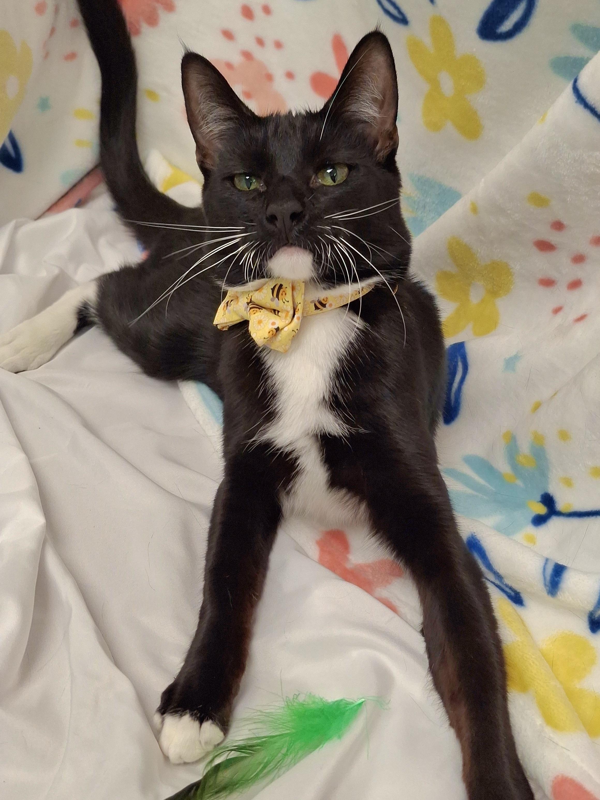 Bumble (Wobbly Cat), a Adoptable mixed breed in Yorba Linda, CA image 3/6