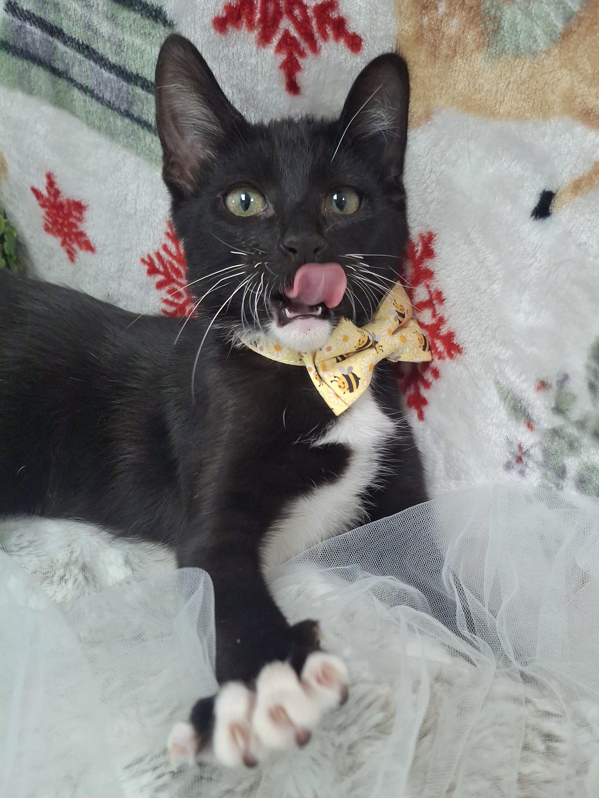 Bumble (Wobbly Cat), a Adoptable mixed breed in Yorba Linda, CA image 5/6