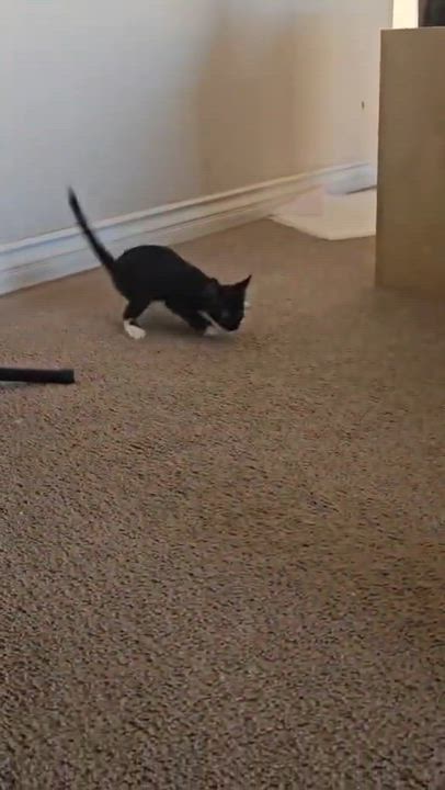 Enlarge Bumble (Wobbly Cat), a Adoptable mixed breed in Yorba Linda, CA video 2/6