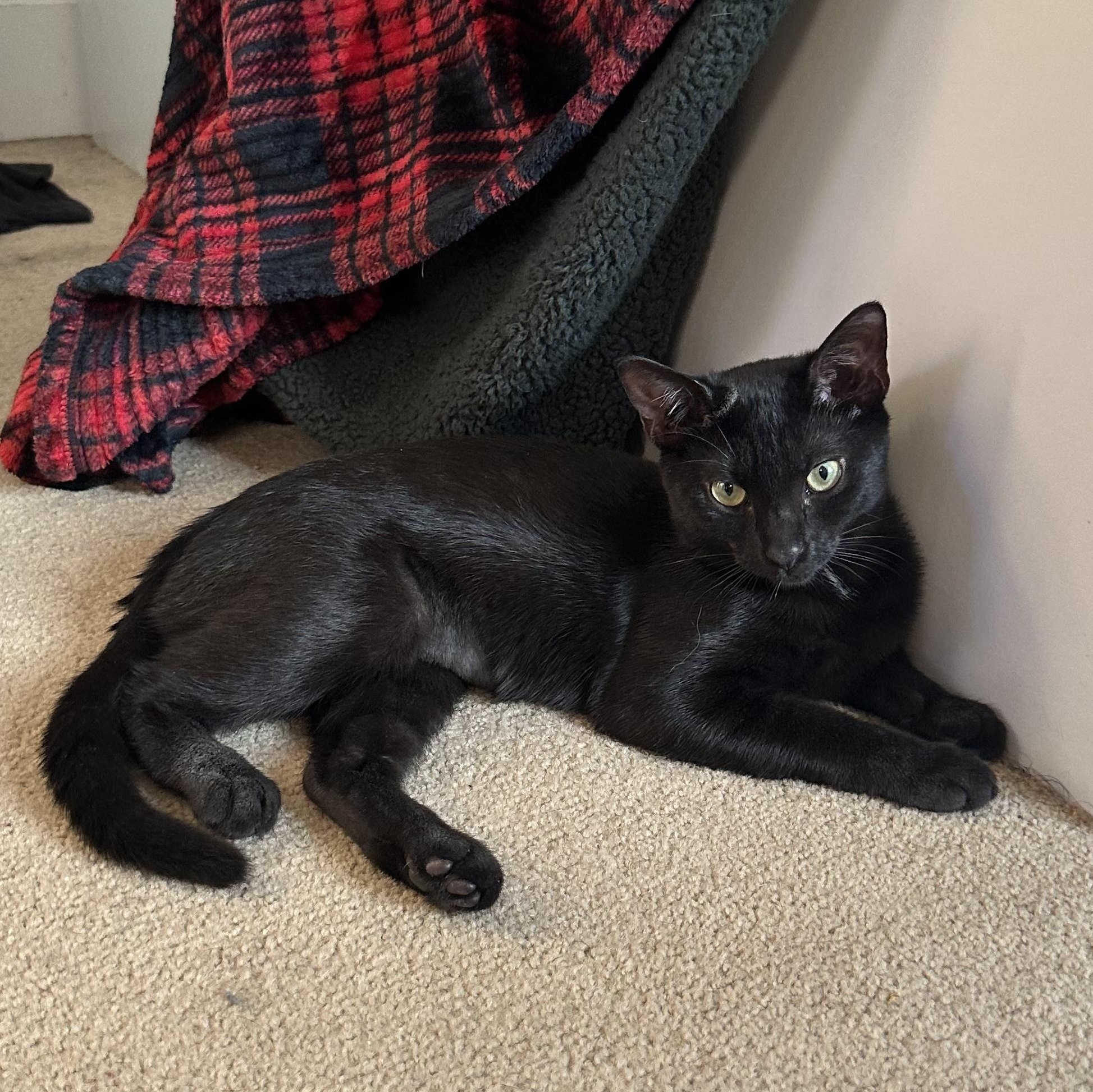 Noel, your best friend (and neck-warmer) who loooves you and follows you around!, a Adopted Domestic Short Hair in Gladwyne, PA image 1/4