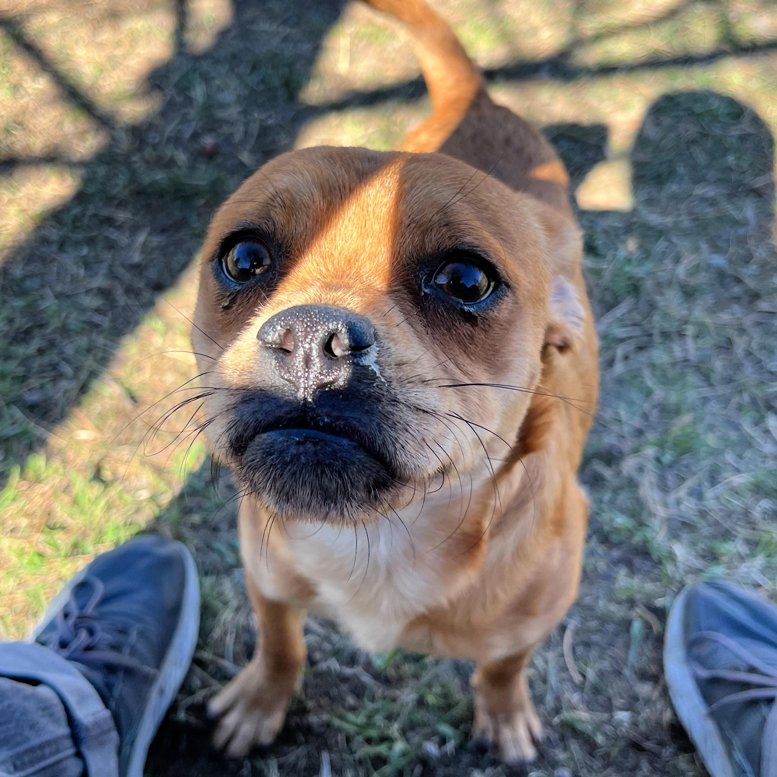 Enlarge Gumpy, an adopted mixed breed in Lindon, UT image 5/5