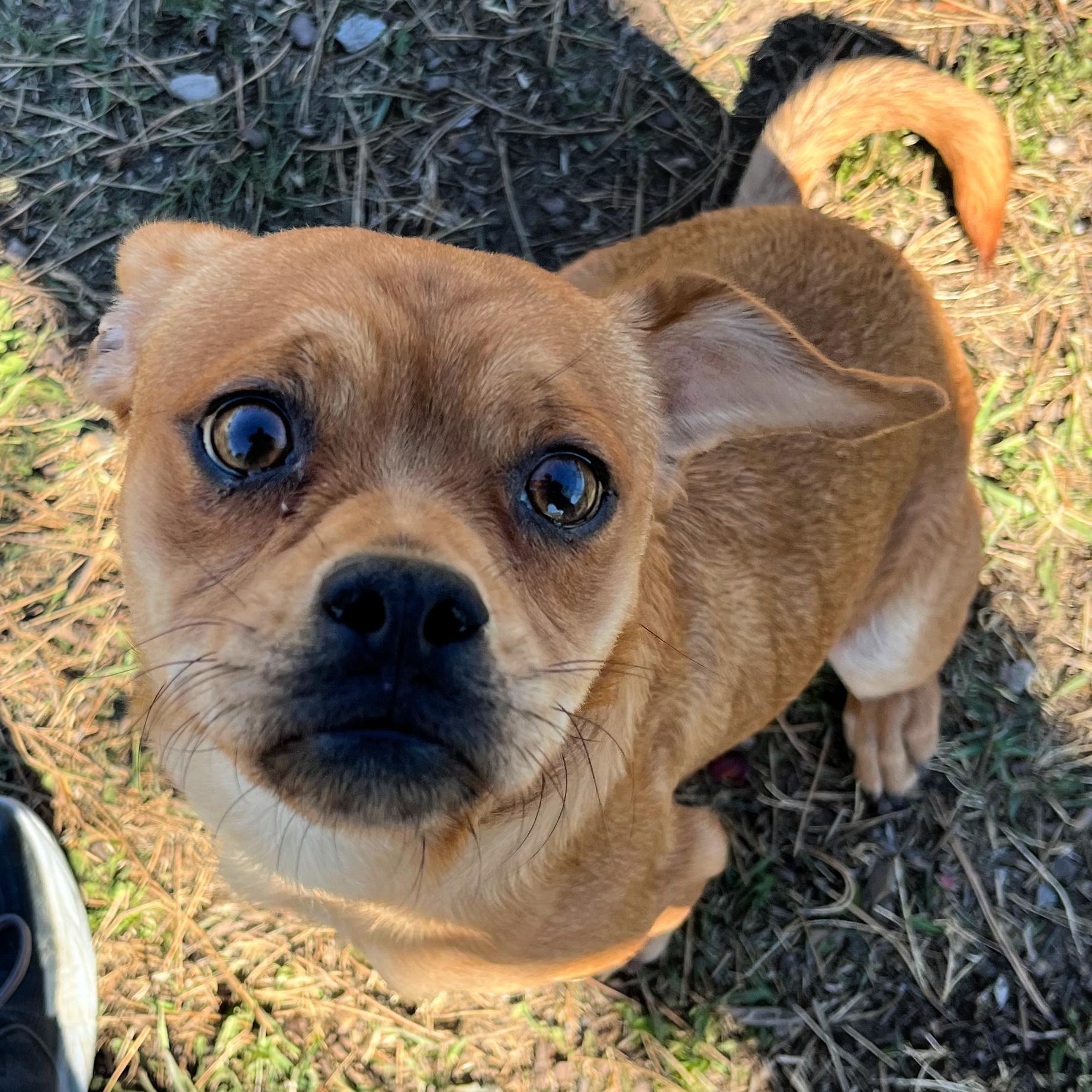 Enlarge Gumpy, an adopted mixed breed in Lindon, UT image 3/5