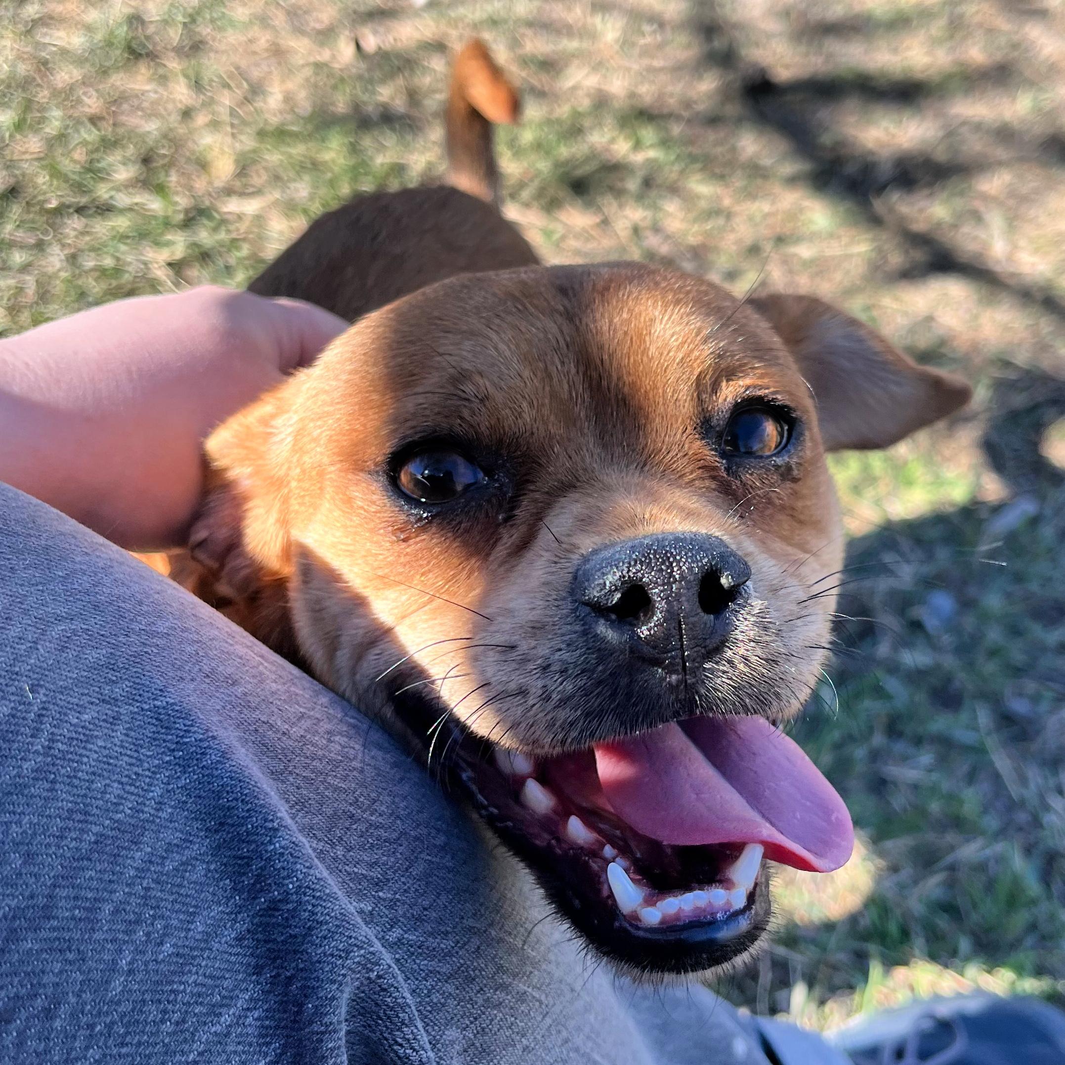 Enlarge Gumpy, an adopted mixed breed in Lindon, UT image 1/5