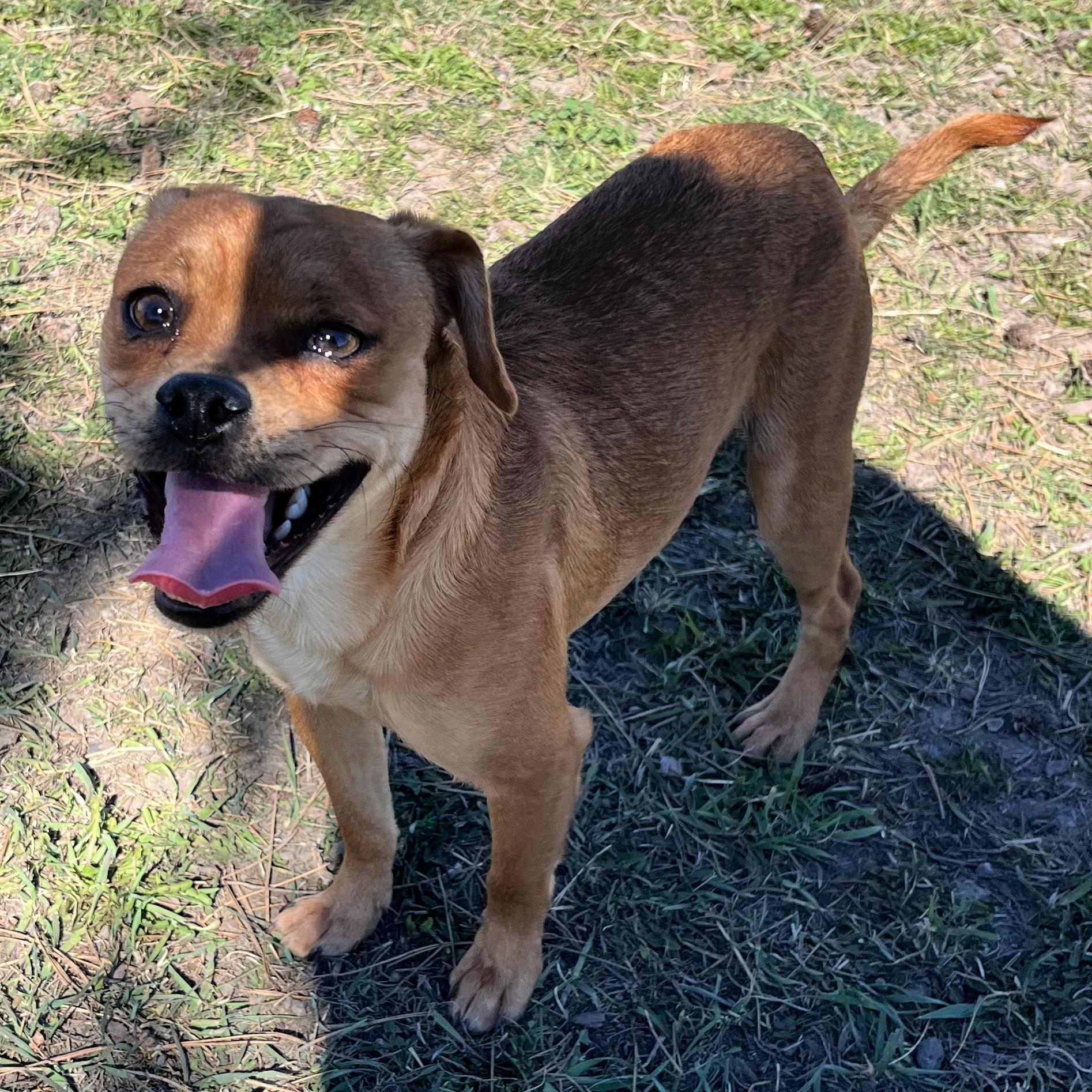 Enlarge Gumpy, an adopted mixed breed in Lindon, UT image 2/5