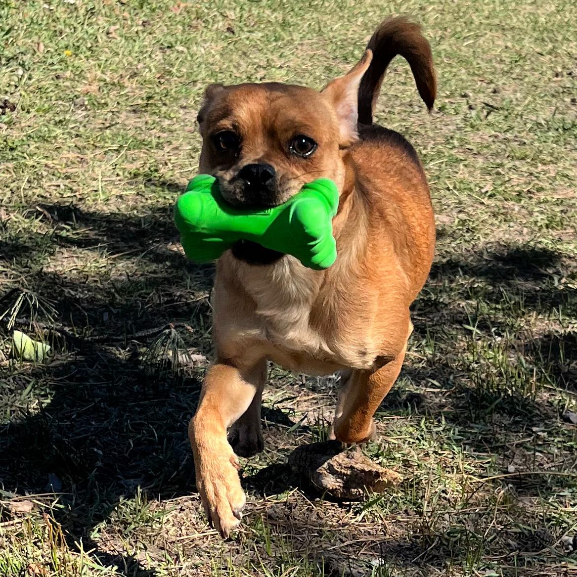 Enlarge Gumpy, an adopted mixed breed in Lindon, UT image 4/5