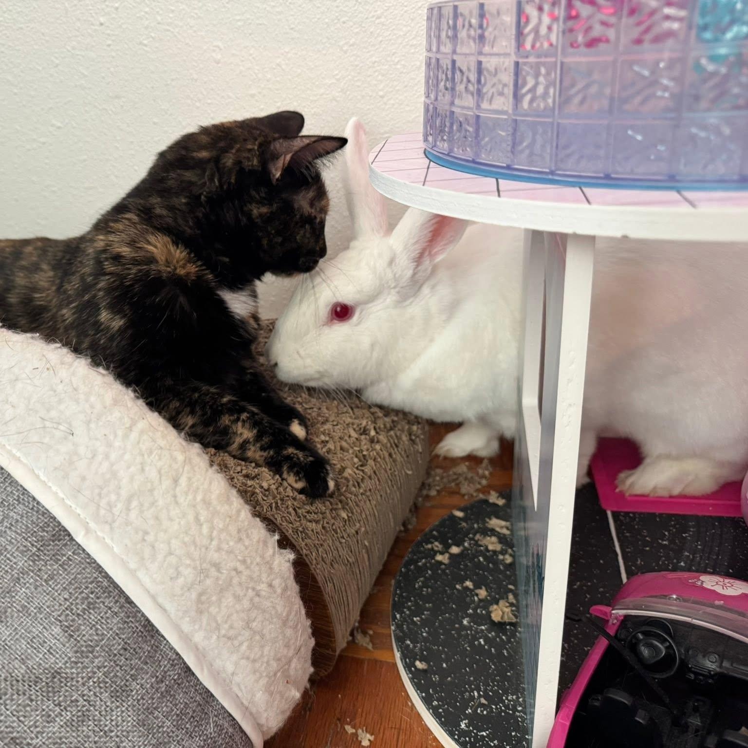 Enlarge Flour, a Adoptable mixed breed in Paradis, LA image 5/6