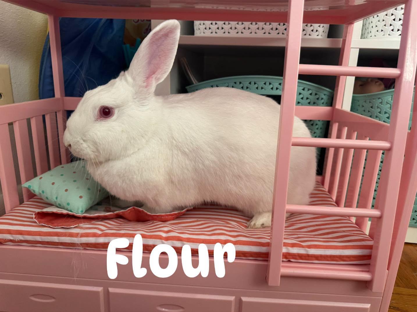 Enlarge Flour, a Adoptable mixed breed in Paradis, LA image 2/6