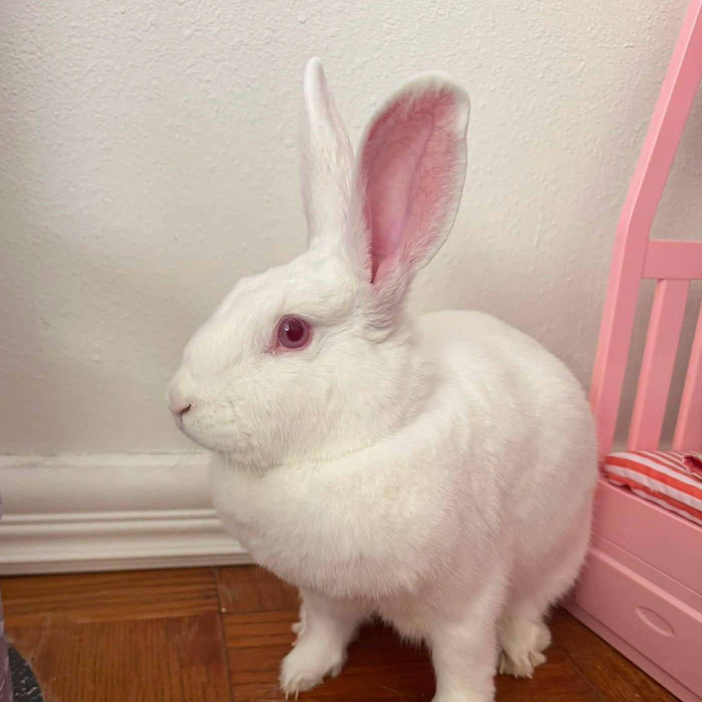 Flour, Adoptable, Young Female New Zealand.