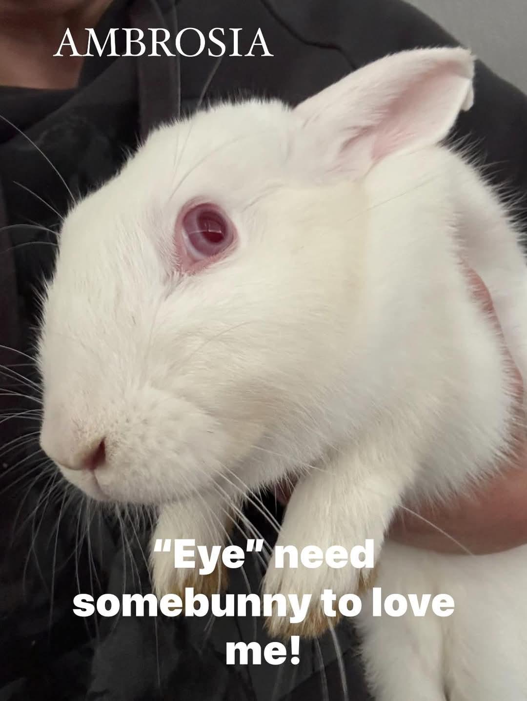 Ambrosia, Adoptable, Baby Female New Zealand.