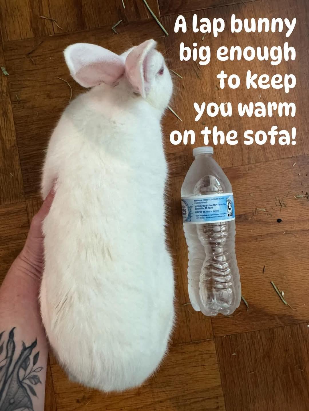 Ambrosia, a Adoptable mixed breed in Paradis, LA image 2/3