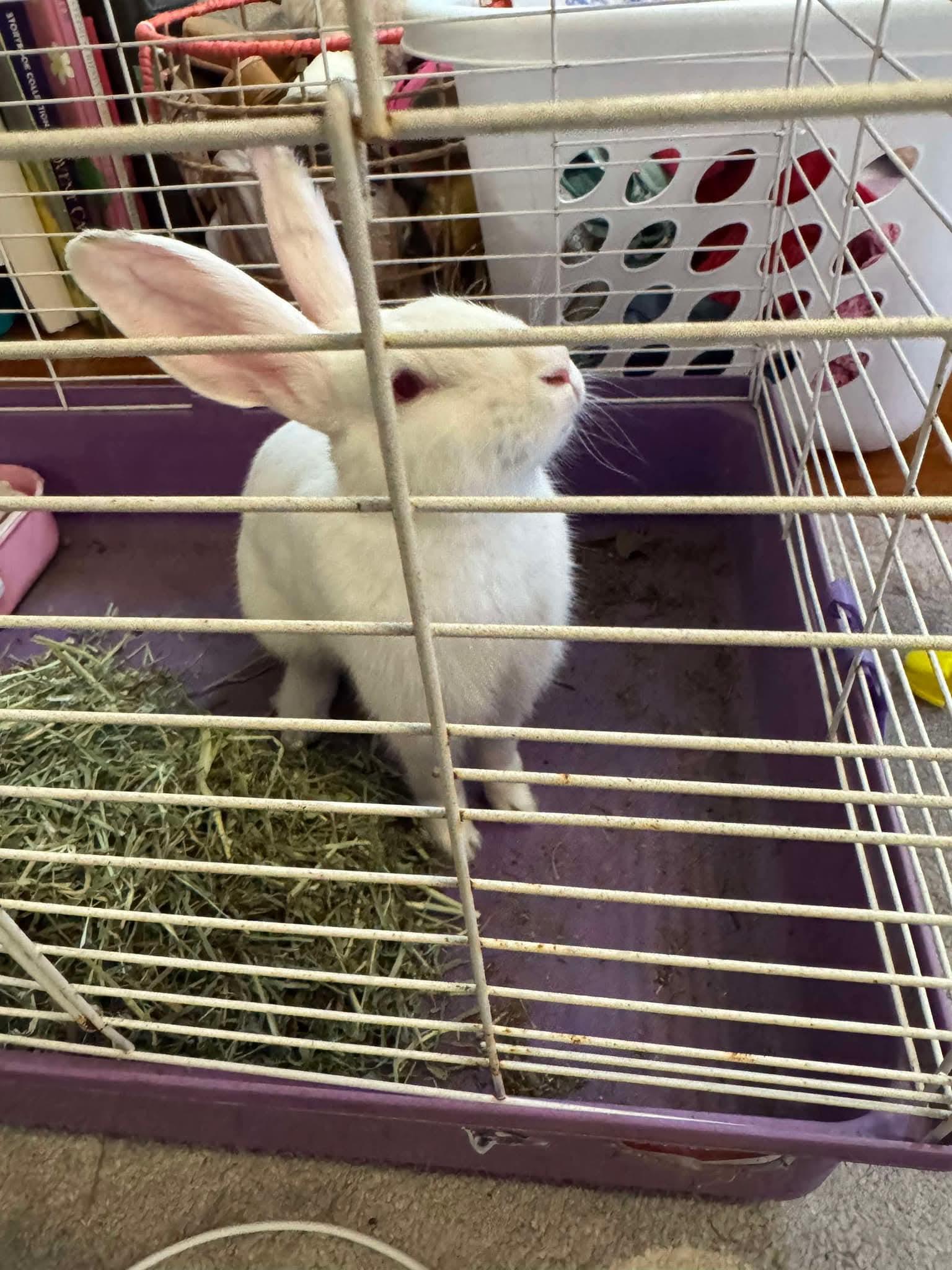 Ambrosia, a Adoptable mixed breed in Paradis, LA image 3/3