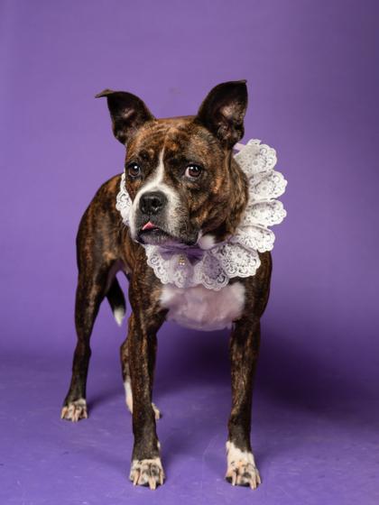 Princess — thumbnail 3