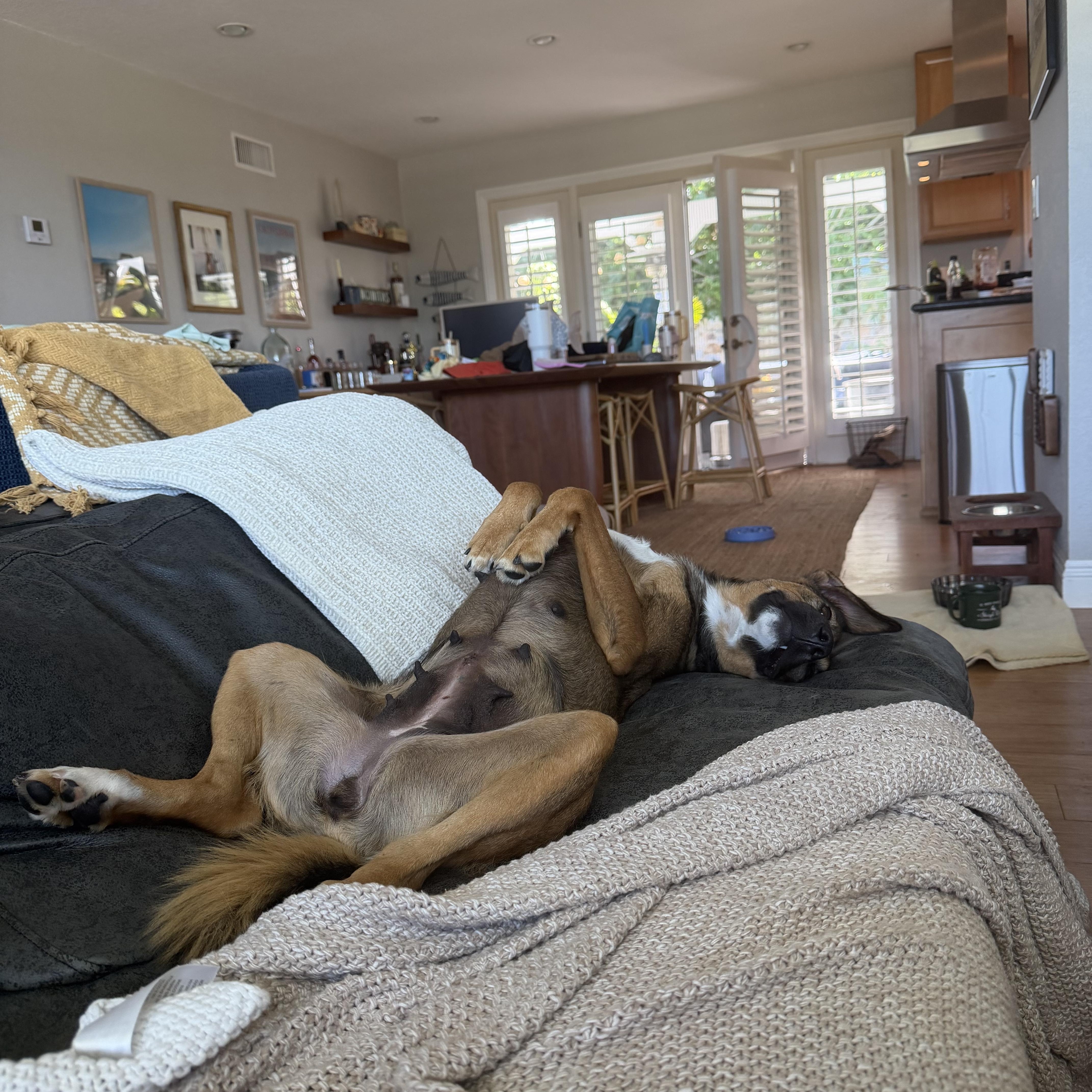 Tillie, a Adoptable mixed breed in San Diego, CA image 5/6