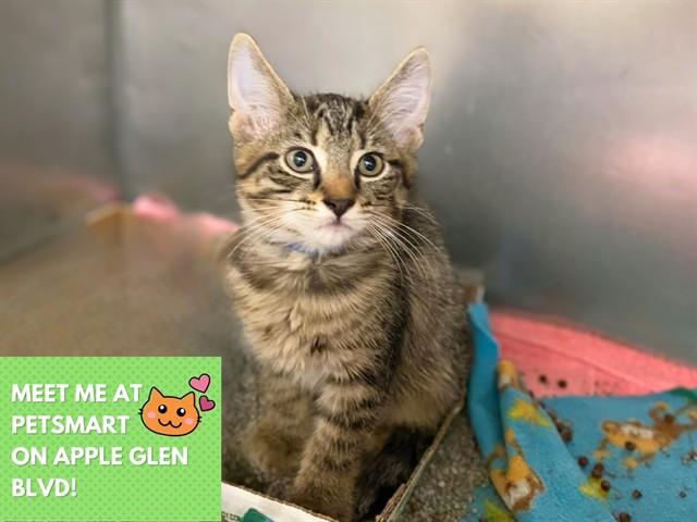 CUDDLE BUG, Adoptable, Kitten Male Domestic Short Hair.