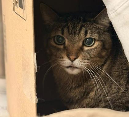 Meeko, Adoptable, Adult Male Domestic Short Hair & Domestic Short Hair.