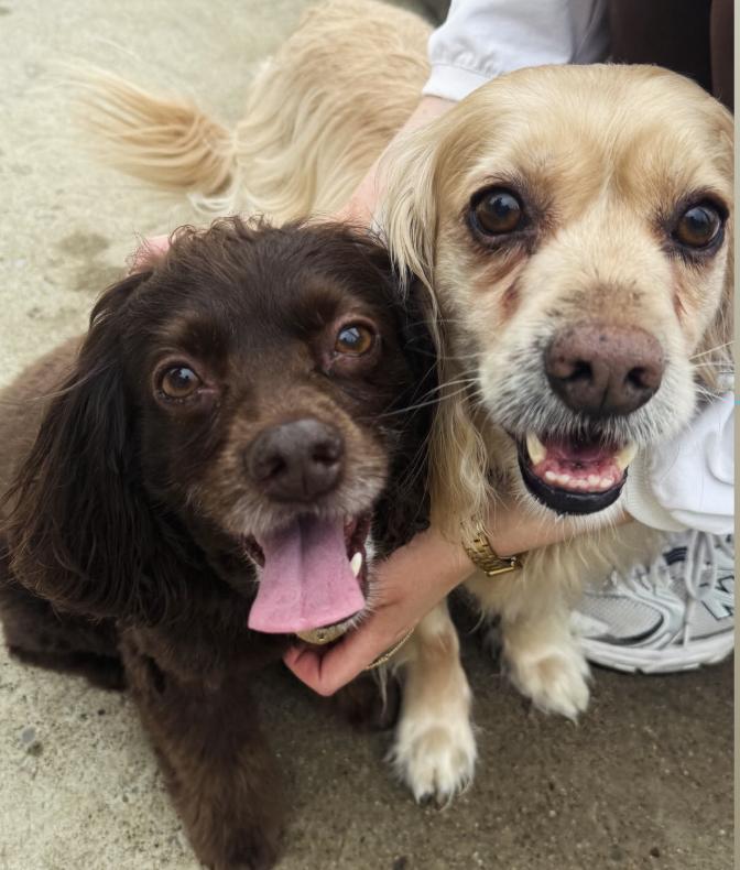 Enlarge Milkshake, a ADOPTABLE Cocker Spaniel in Franklin, TN image 2/5